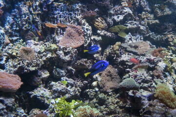 Blue surgeonfish (or Paracanthurus hepatus) against the backdrop of a coral reef