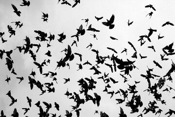 Fototapeta na wymiar A flock of pigeons is flying high under the rainy dark sky. 