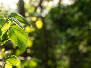 Fototapeta na wymiar Closeup nature view of green leaf on blurred greenery background in forest.