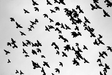 A flock of pigeons is flying high under the rainy dark sky. 