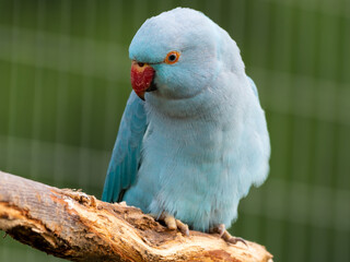 Blue Ring-necked Parakeet Standing on a Perch in an Aviary