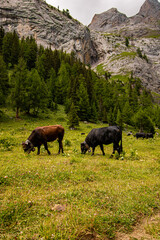 brown and black swiss cows on mountain pasture in Switzerland