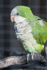 Monk Parrot Standing on a Perch in an Aviary