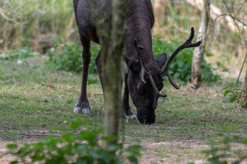 Reindeer in a Paddock Eating Grass