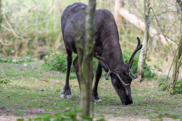 Reindeer in a Paddock Eating Grass