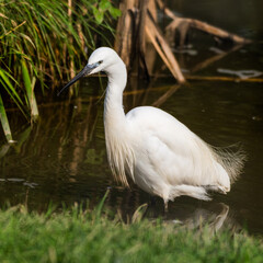 Little Egret Wading in Water Looking for Food