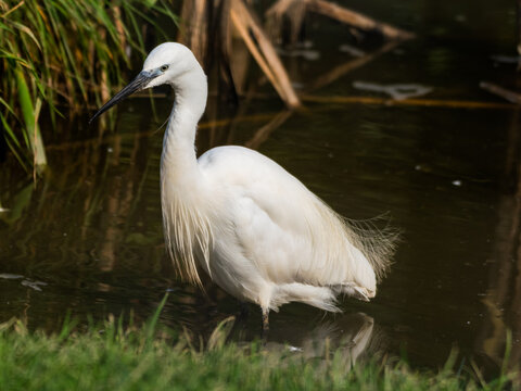 Little Egret Wading in Water Looking for Food
