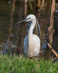 Little Egret Wading in Water Looking for Food