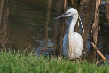 Little Egret Wading in Water Looking for Food