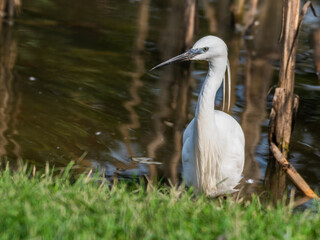 Little Egret Wading in Water Looking for Food