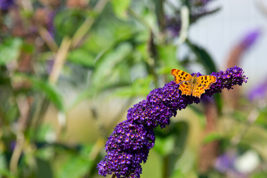 Butterfly on a flower