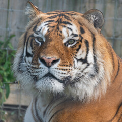 Beautiful Bengal Tiger Close Up Portrait