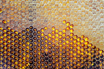 Drop of bee honey drip from hexagonal honeycombs