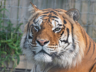 Beautiful Bengal Tiger Close Up Portrait