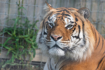 Fototapeta na wymiar Beautiful Bengal Tiger Close Up Portrait