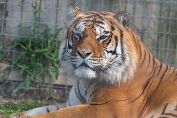 Beautiful Bengal Tiger Close Up Portrait