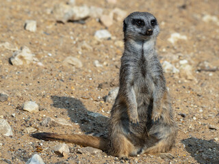 Meerkat Sitting on Sandy Ground