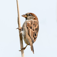 Male Tree Sparrow Perched on a Pampas Grass Stem
