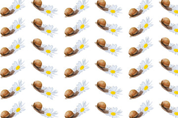 Seamless pattern of large snails and daisies. Snails crawl in a zigzag. Isolate on white.
