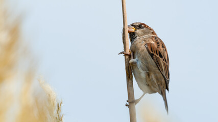 Male Tree Sparrow Perched on a Pampas Grass Stem