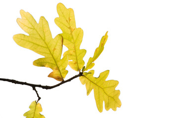 Yellow oak leaves. Leaves are isolated on a white background.