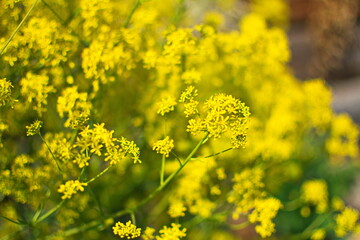 woad in flower (Isatis tinctoria) known also as dyer's woad or glastum.