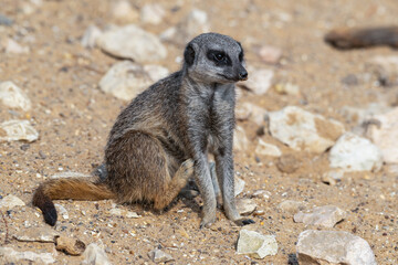 Meerkat Sitting on Sandy Ground
