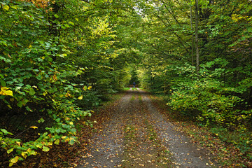 Herbstwaldweg im Oktober