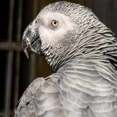 African Grey Parrot Close Up Side Profile