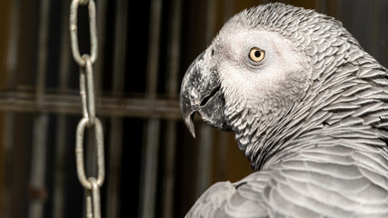 African Grey Parrot Close Up Side Profile