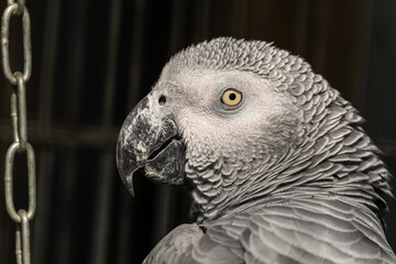 African Grey Parrot Close Up Side Profile