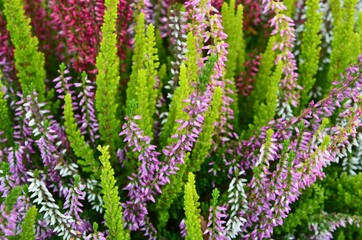 Obraz premium Multicolored Calluna vulgaris Garden Girls plant (Common Heather) in autumn, closeup