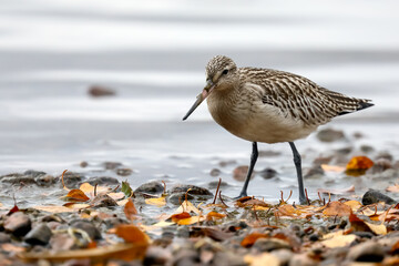 Bar-tailed Godwit