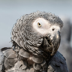 African Grey Parrot Close Up Side Profile