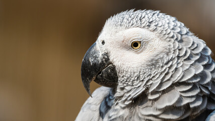 African Grey Parrot Close Up Side Profile