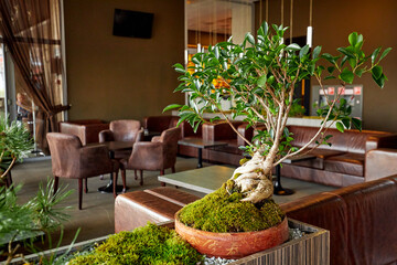 miniature green bonsai tree in the restaurant