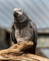 African Grey Parrot Sat on a Perch