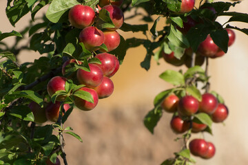 Ripe cherry plum fruits on the tree. Fruit garden in autumn.
