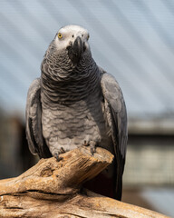 African Grey Parrot Sat on a Perch