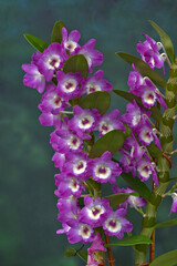 Orchidee, Dendrobium amabile,