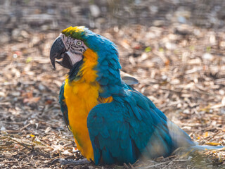 Blue and Yellow Macaw Resting on the Ground