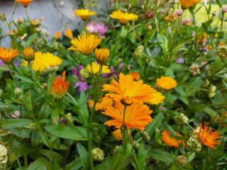 Many flowers of orange marigold among green grass. High quality photo