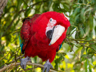 Red and Green Macaw Perched in a Tree