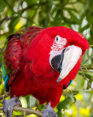 Red and Green Macaw Perched in a Tree