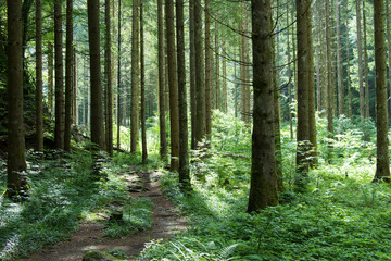 Wald Pfad