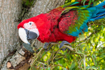 Red and Green Macaw Perched in a Tree