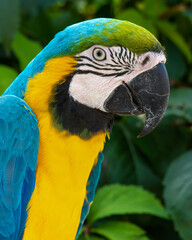 Blue and Yellow Macaw Close Up Side Profile