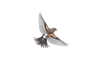 Brambling bird in flight isolated on white background.