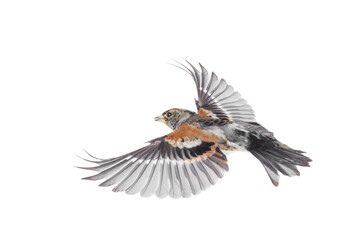 Brambling bird in flight isolated on white background.