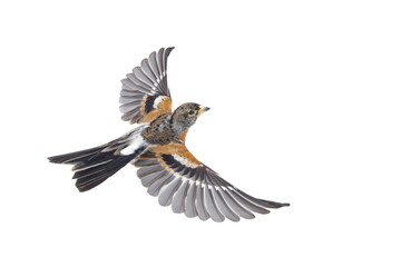 Brambling bird in flight isolated on white background. - Powered by Adobe